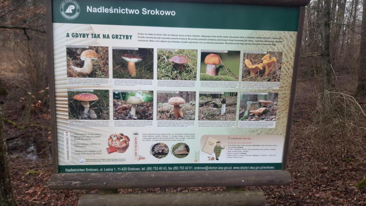 Zacisze Pod Brzozami Vila Kętrzyn Exterior foto
